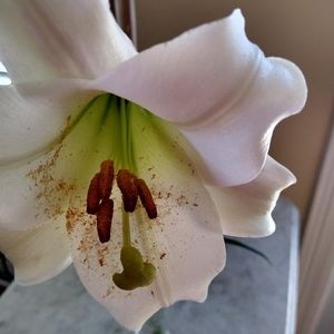 Meet your Posher, Pandora